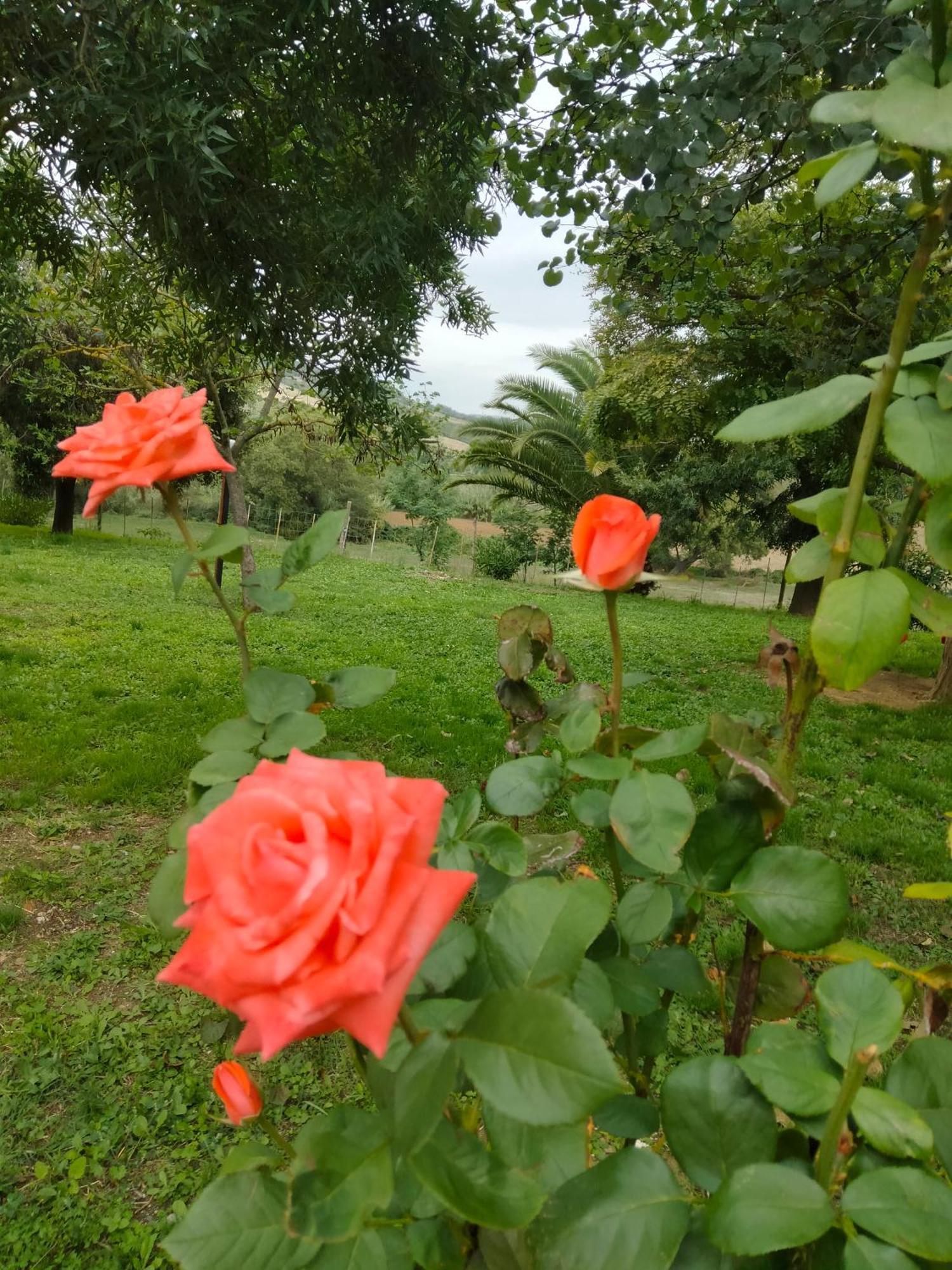 Agriturismo Da Remo Magliano in Toscana Exterior foto