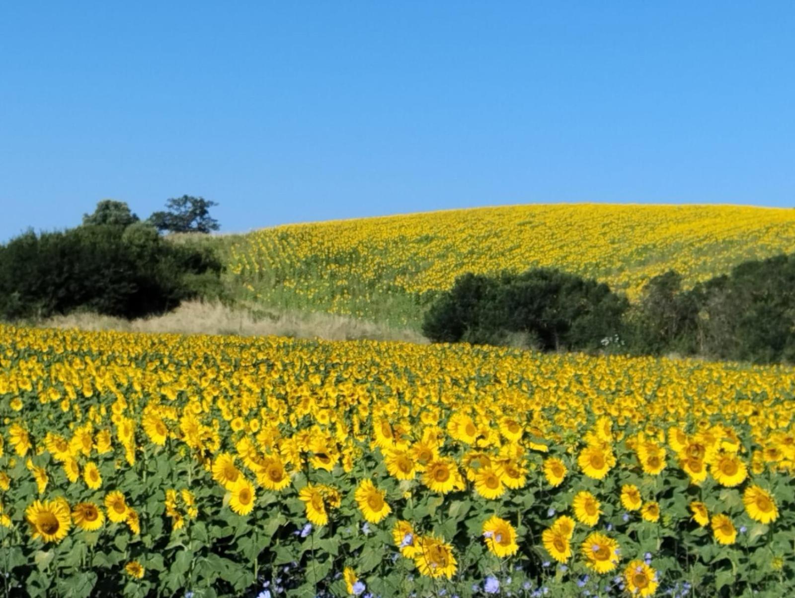 Agriturismo Da Remo Magliano in Toscana Exterior foto