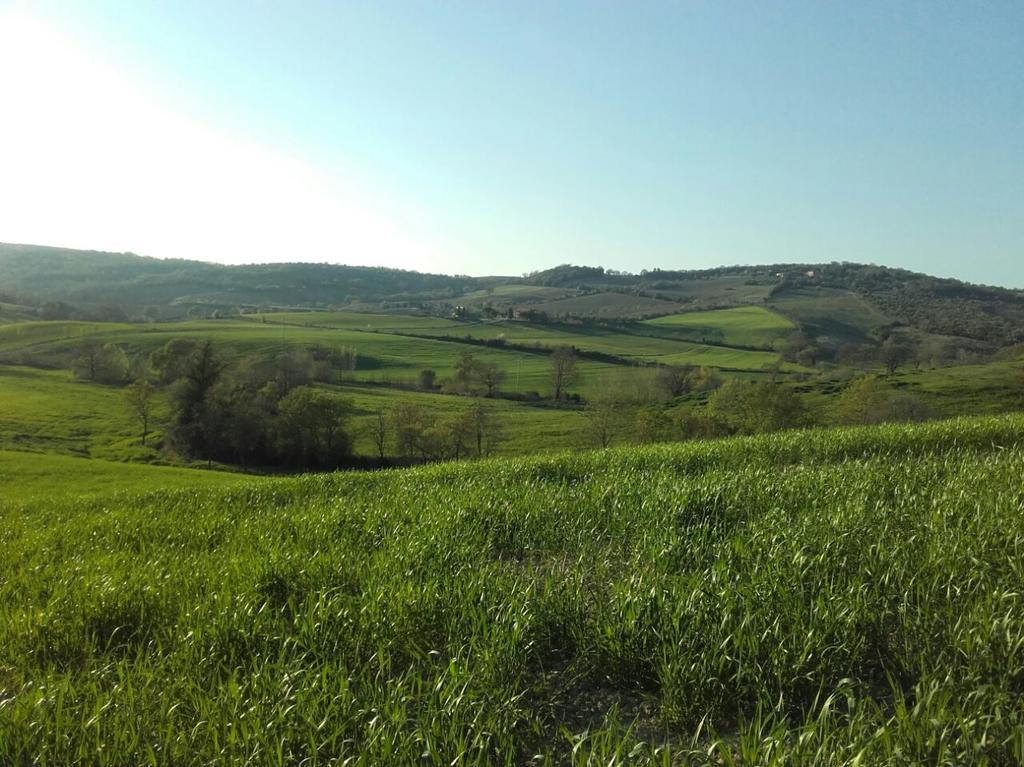 Agriturismo Da Remo Magliano in Toscana Exterior foto
